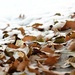 leaves and snow by sandlily
