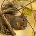Squirrel, About to Tear Into that Acorn! by rickster549
