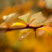 An autumn abstraction by haskar