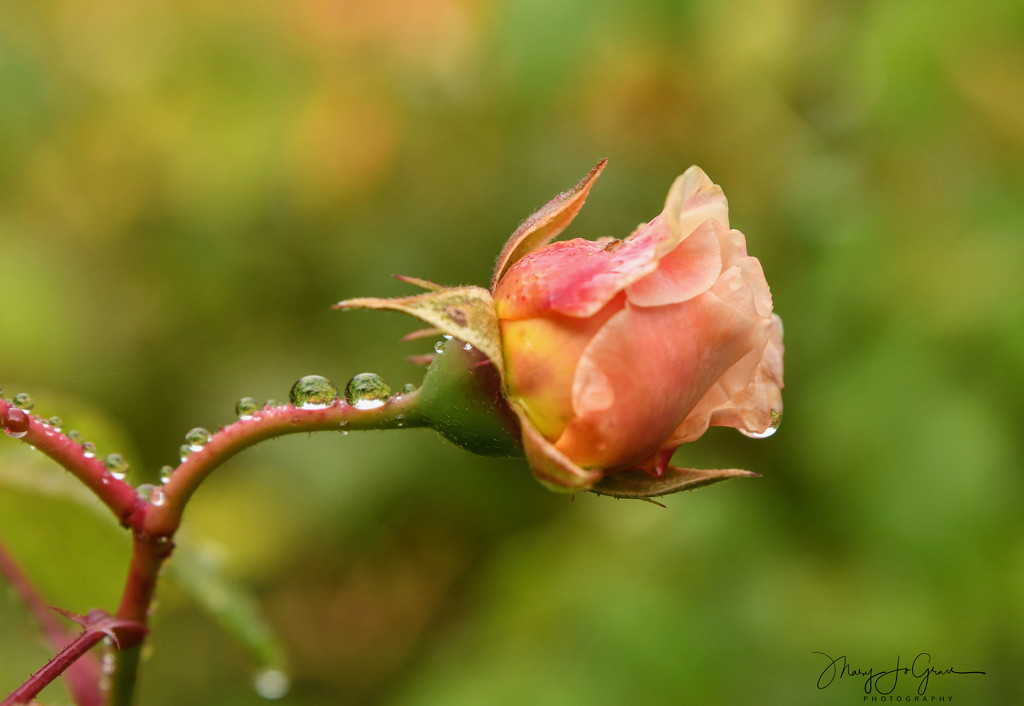 ~Wet Roses~ by crowfan