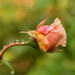 ~Wet Roses~ by crowfan