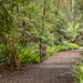 rainforest path by ulla