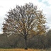 Tree by oldjosh