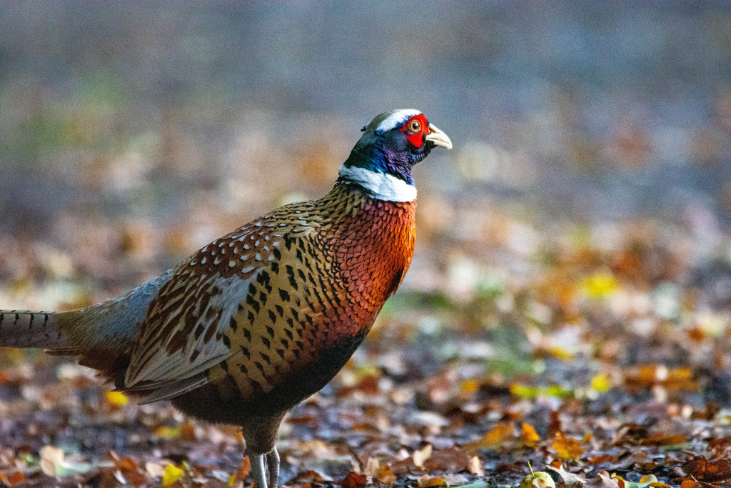 Early morning Pheasant by stevejacob