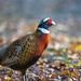 Early morning Pheasant by stevejacob
