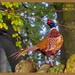 Pheasant And Bokeh by carolmw