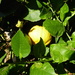 Lemons are doing well too. It must be the rain we had a while ago.  by chimfa