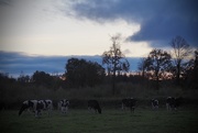 12th Nov 2019 - Friendly cows, at dusk.