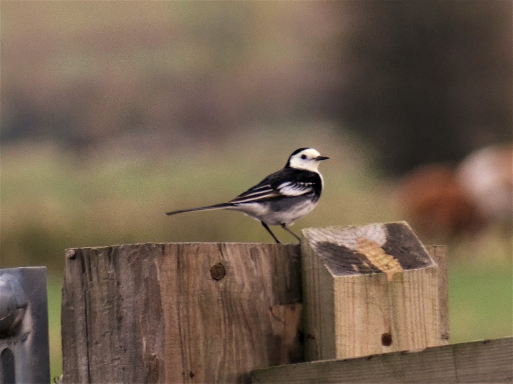 Pied Wagtail by julienne1