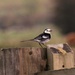 Pied Wagtail by julienne1
