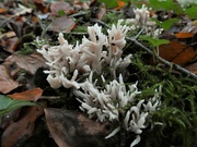 11th Nov 2019 - White coral fungus