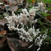 White coral fungus by julienne1