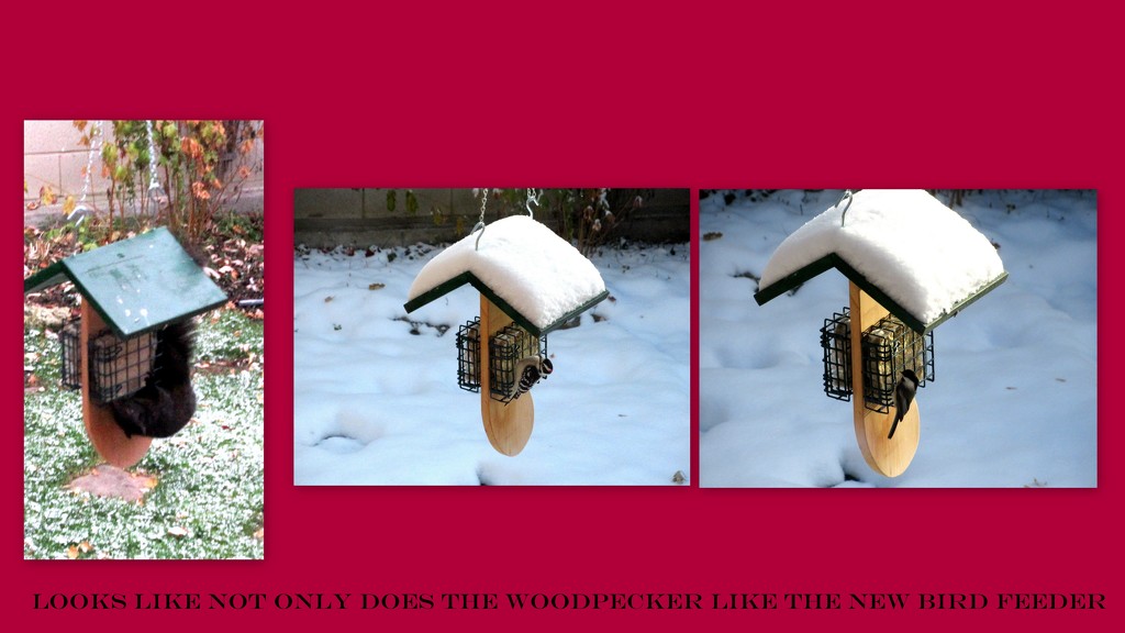 Even the squirrel found a way to get on the feeder by bruni