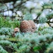Cedar cone. by rosie00