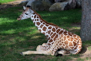 11th Nov 2019 - Baby Giraffe