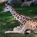 Baby Giraffe by randy23