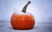 12th Nov 2019 - Snow On The Pumpkin