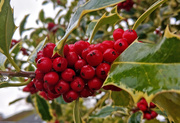 5th Nov 2019 - 161 Autumn berries