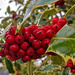 161 Autumn berries by angelar
