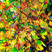 Autumn abstract by judithdeacon