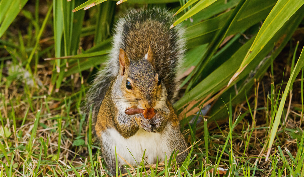 Mrs Squirrel Getting High on Mushrooms! by rickster549