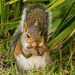 Mrs Squirrel Getting High on Mushrooms! by rickster549
