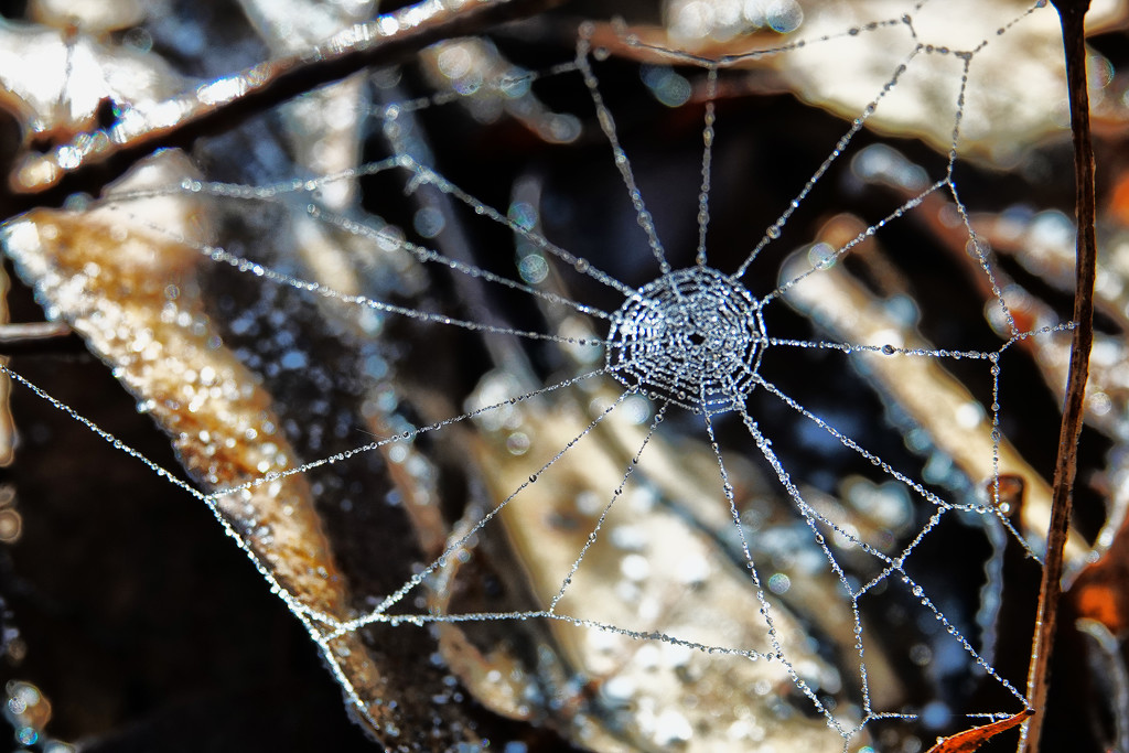 A Beaded Web by milaniet
