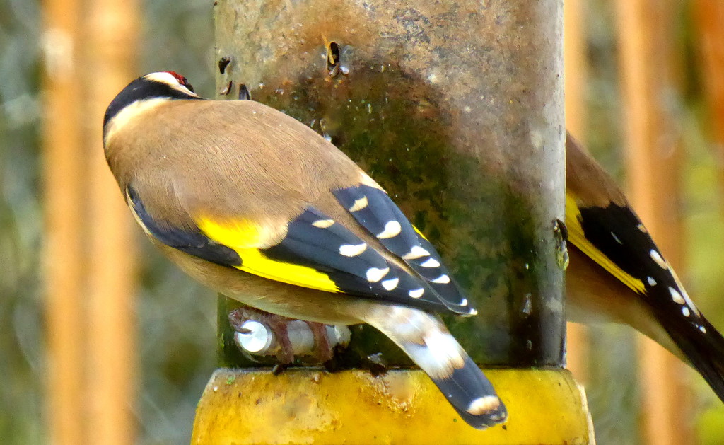 goldfinch by steveandkerry