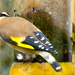 goldfinch by steveandkerry