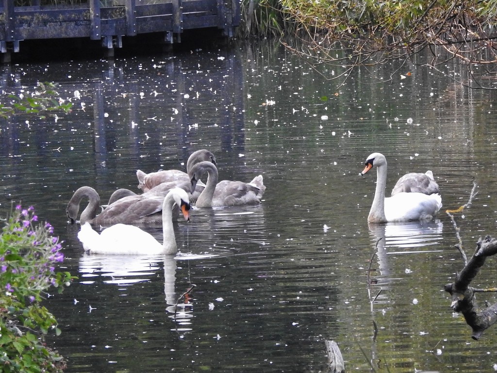 Swans - Vernon Park by oldjosh
