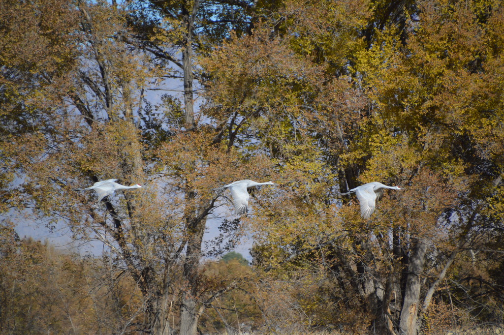 Cranes At Los Poblanos.  by bigdad