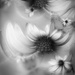 African  daisy  BW............ by ziggy77
