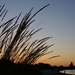 Beach Grass At Sunset DSC_4554 by merrelyn
