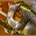 Friendly Squirrel by carolmw