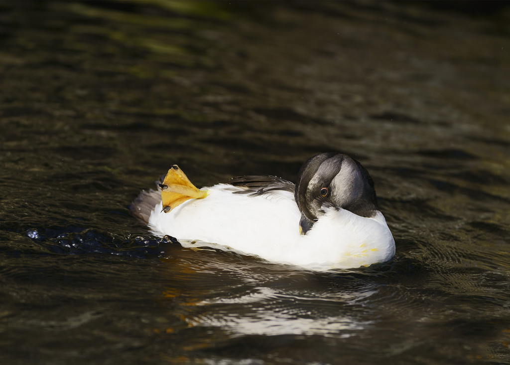 Common Murre Preening by jgpittenger