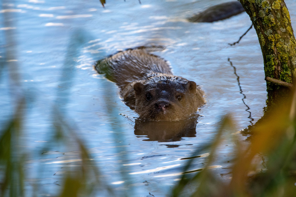 Otter observation by stevejacob