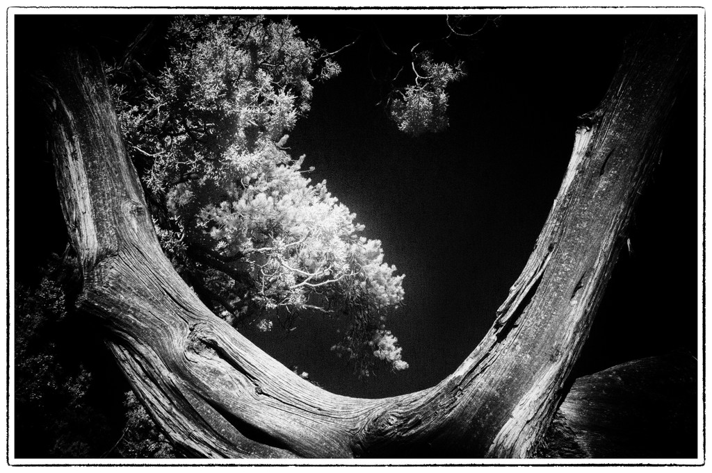 Shoshone Point Tree by joysabin