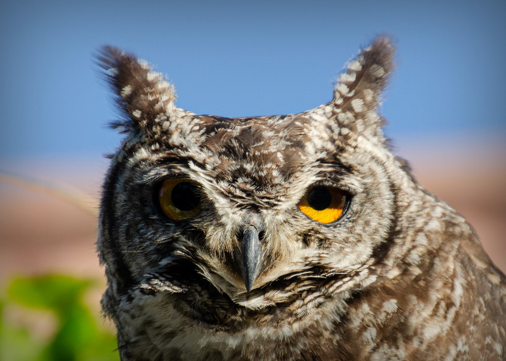 Owl Eyes by salza