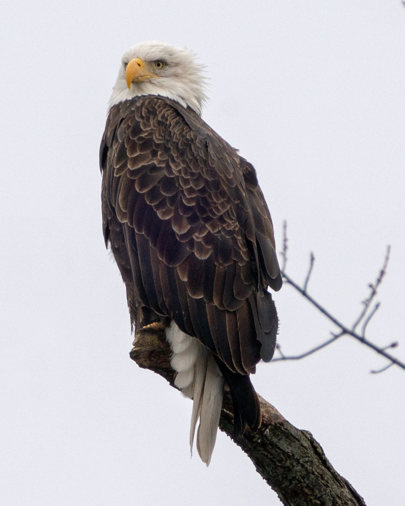 bald eagle closeup by rminer