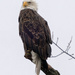 bald eagle closeup by rminer