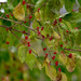berries by rminer