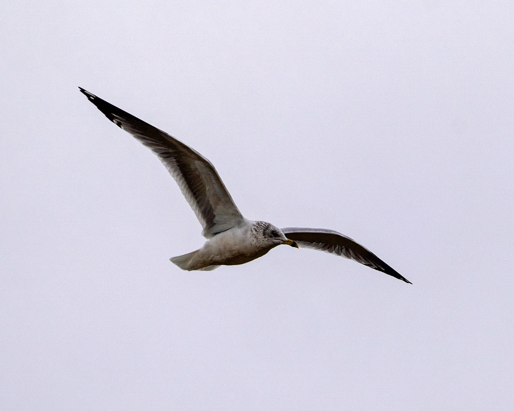 ring billed gull in flight by rminer
