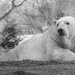 Polar Bear by ukandie1