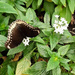 Polydamas Swallowtail aka Gold Rim by larrysphotos