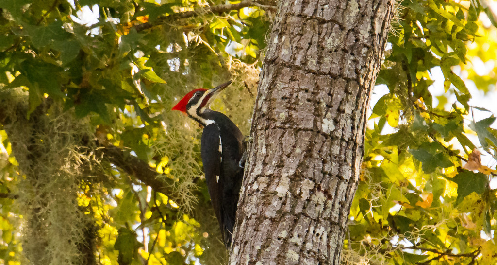 One More Pileated Woodpecker! by rickster549