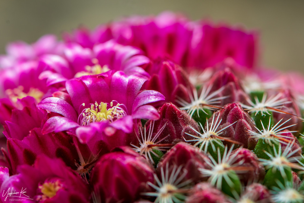 Flowering cacuts by yorkshirekiwi