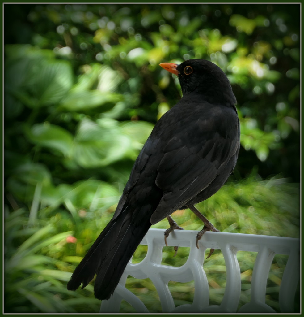 A very urban blackbird by dide