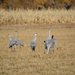 Sandhill Cranes by bigdad