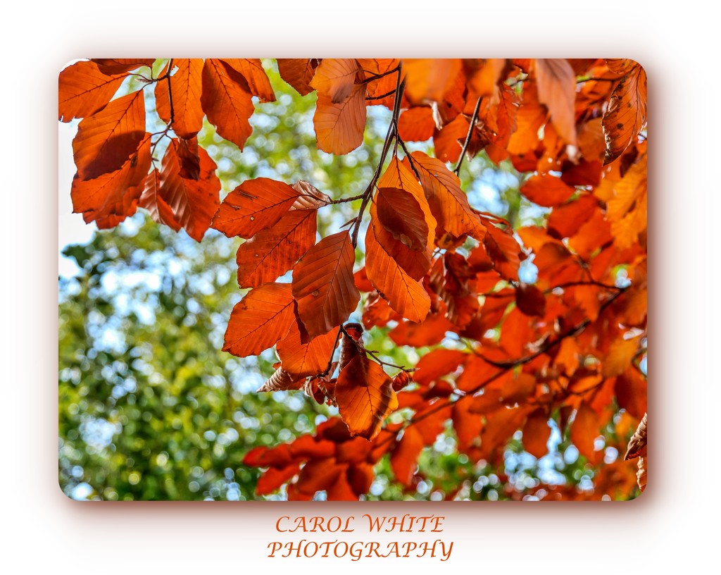 Beech Leaves In Autumn by carolmw