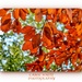 Beech Leaves In Autumn by carolmw